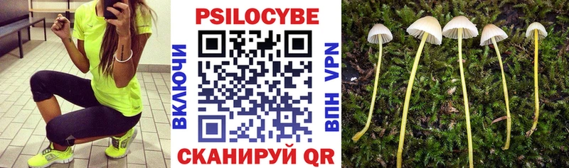 маркетплейс Telegram  Тында  Псилоцибиновые грибы мухоморы  купить закладку  OMG зеркало 